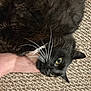 cat, black_cat, whiskers, carpet, hand, pet, feline, fur, animal, domestic_animal, playful, closeup, indoor, cute, mammal, eye, nose, paw, resting, person