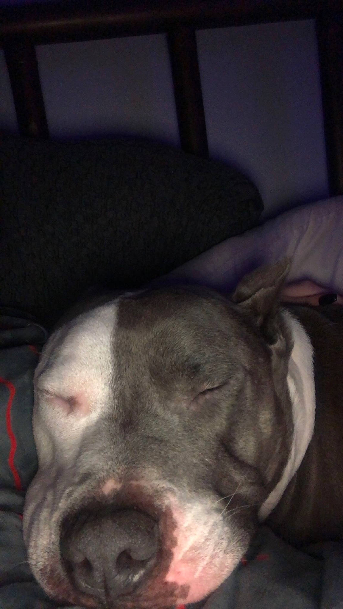 Harvey joined the competition — help win amazing prizes! canidae, carnivore, comfort, companion_dog, darkness, dog, dog_breed, ear, fawn, flesh, guard_dog, non_sporting_group, sporting_group, terrestrial_animal, whiskers, working_animal, wrinkle