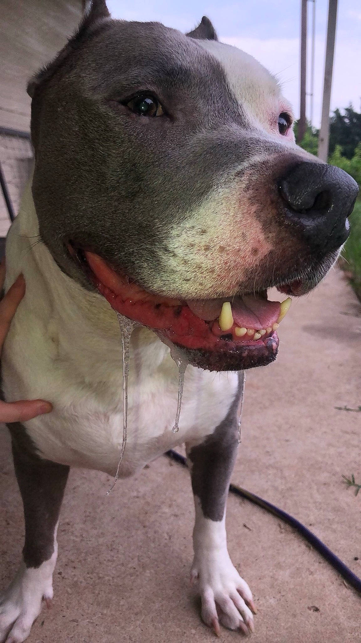 Harvey is registered to the contest to win money with this photo: canidae, carnivore, collar, companion_dog, dog, dog_breed, dog_collar, fawn, fur, leash, liver, molosser, pet_supply, plant, snout, sporting_group, terrestrial_animal, whiskers, working_animal, working_dog