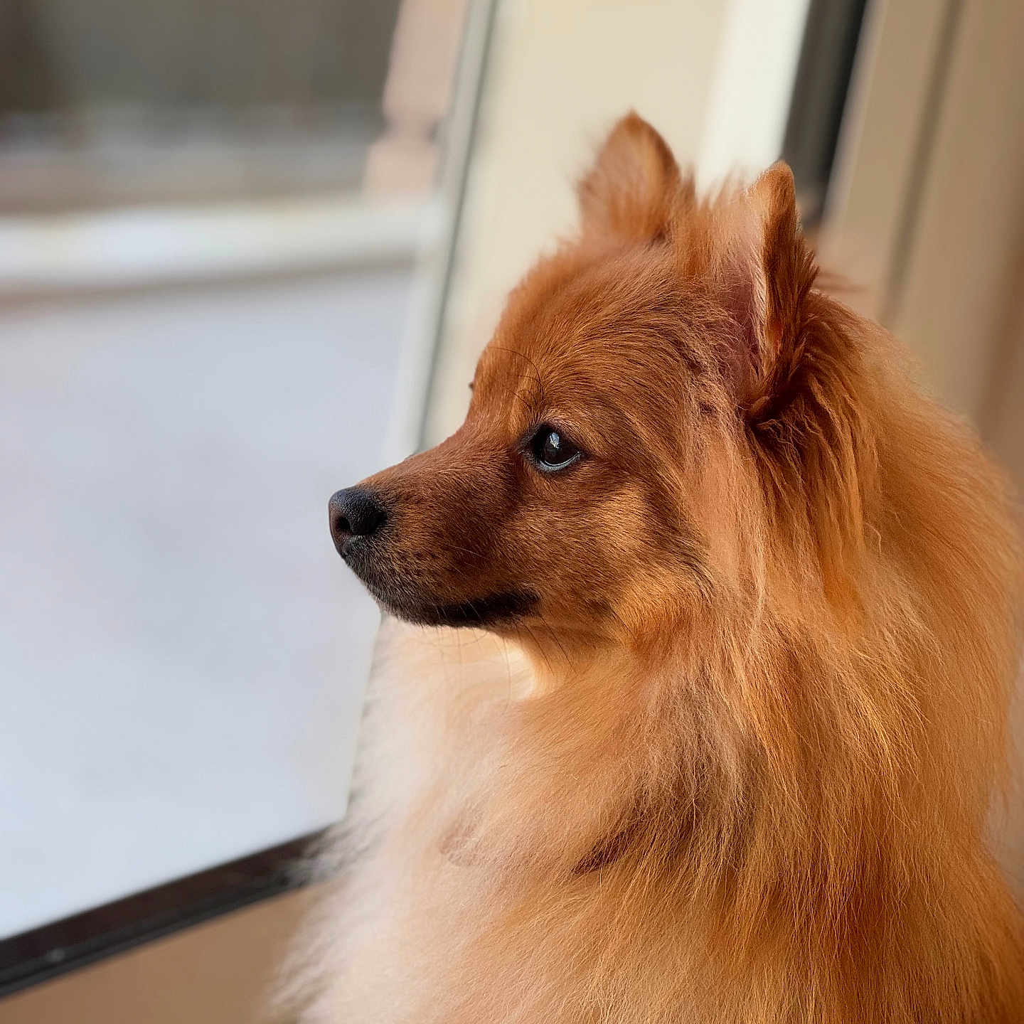 Rio participe au concours pour gagner de l'argent avec cette photo : animal, canine, chow, cockerspaniel, collie, dog, eskimodog, goldenretriever, hardwood, hound, husky, papillon, pet, puppy, redwolf, snout, window, windowsill, wolf, wood
