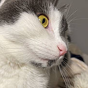 Erinne Sadet a rejoint le concours — aidez-le/la à gagner de superbes lots ! animal, cat, close_up, curious, cute, domestic_cat, feline, focused, fur, indoor, mammal, pet, pink_nose, portrait, profile, side_view, soft_texture, whiskers, yellow_eyes