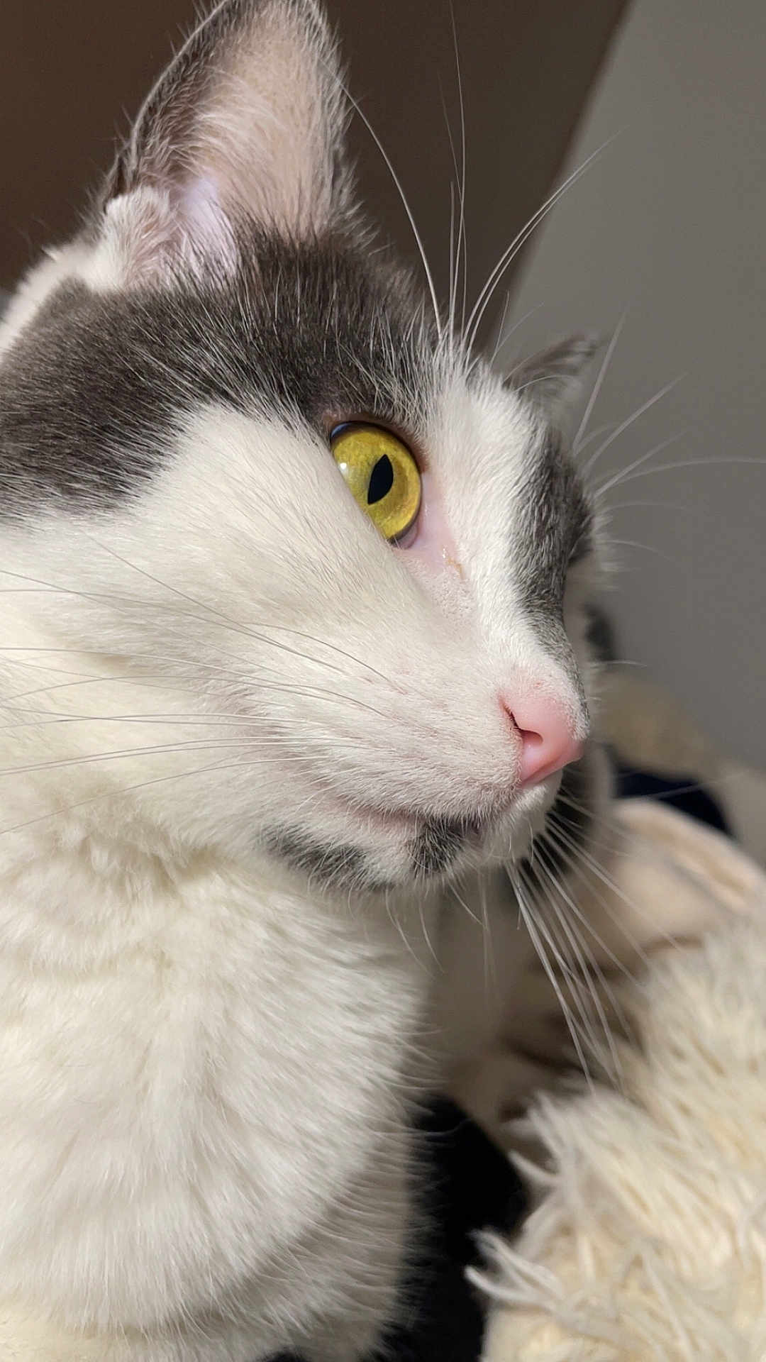 Erinne Sadet a rejoint le concours — aidez-le/la à gagner de superbes lots ! animal, cat, close_up, curious, cute, domestic_cat, feline, focused, fur, indoor, mammal, pet, pink_nose, portrait, profile, side_view, soft_texture, whiskers, yellow_eyes