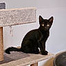 black_cat, kitten, cat_tree, indoor, pet, animal, feline, curious, alert, sitting, fur, ears, whiskers, eyes, young, playful, cozy, home, furniture, domestic