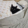 Bobinou participe au concours pour gagner de l'argent avec cette photo : black_cat, kitten, bed, blanket, pillow, patterned_bedding, wooden_headboard, indoor, cozy, resting, cute, pet, feline, animal, domestic_animal, sleepy, curious, young_cat, soft_texture, relaxing