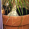 cat, black_cat, plant, terracotta_pot, green_leaves, bamboo_fence, outdoor, nature, hiding, curious, pet, animal, feline, sunlight, shadow, garden, potted_plant, closeup, camouflage, leafy
