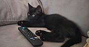 Bobinou a rejoint le concours — aidez-le/la à gagner de superbes lots ! black_cat, kitten, couch, remote_control, indoor, pet, feline, animal, relaxing, home, fur, whiskers, paw, cute, domestic_cat, cozy, living_room, curious, young_cat, laying_down
