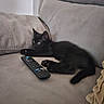black_cat, kitten, couch, remote_control, indoor, pet, feline, animal, relaxing, home, fur, whiskers, paw, cute, domestic_cat, cozy, living_room, curious, young_cat, laying_down