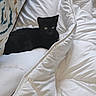 black_cat, kitten, pet, animal, bed, comforter, blanket, white_bedding, indoor, cozy, feline, resting, cute, small, fur, sleeping_area, domestic_animal, home, relaxing, curious_eyes