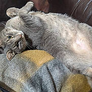 Oliver joined the competition — help win amazing prizes! cat, grey_cat, pet, feline, belly_up, paws, whiskers, green_eyes, blanket, couch, leather_sofa, fur, indoors, cozy, relaxed, lounging, close_up, portrait, sleepy, domestic_cat