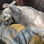 cat, grey_cat, pet, feline, belly_up, paws, whiskers, green_eyes, blanket, couch, leather_sofa, fur, indoors, cozy, relaxed, lounging, close_up, portrait, sleepy, domestic_cat