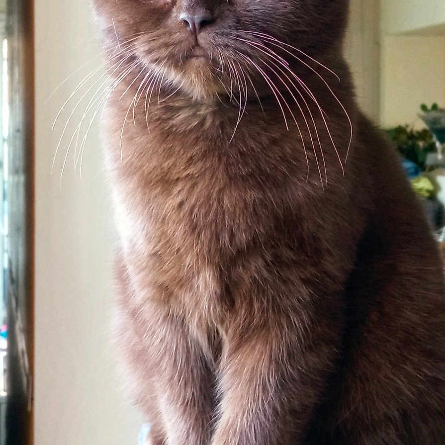 Sweetie