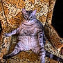 animal, armchair, cat, chair, chubby, cute, feline, floral_pattern, fur, indoor, lazy, paws, pet, relaxed, sitting, stripes, tabby_cat, tail, vintage_furniture, whiskers
