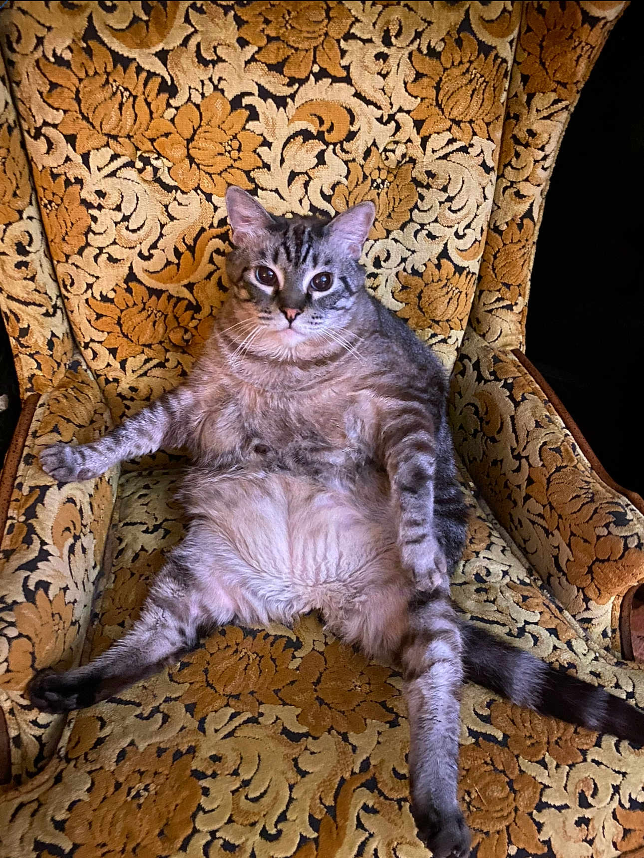 Gus joined the competition — help win amazing prizes! animal, armchair, cat, chair, chubby, cute, feline, floral_pattern, fur, indoor, lazy, paws, pet, relaxed, sitting, stripes, tabby_cat, tail, vintage_furniture, whiskers