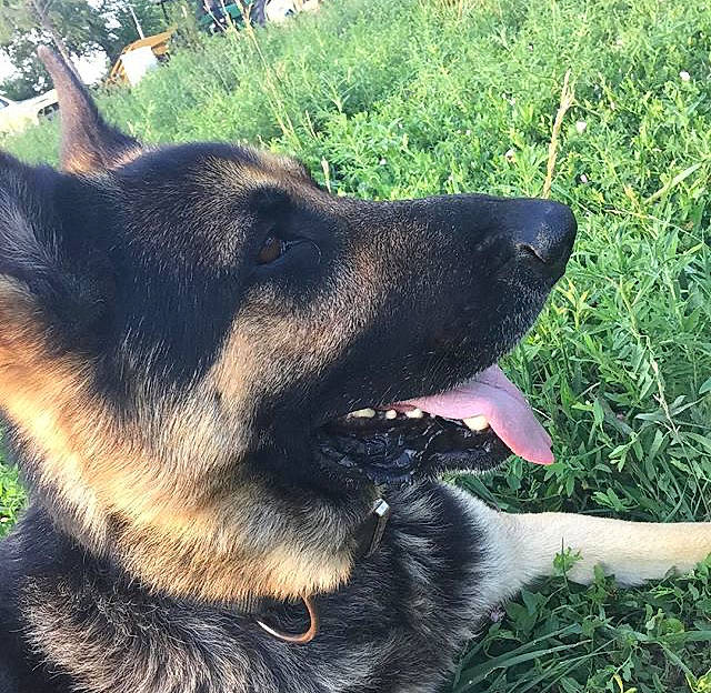 Oso is registered to the contest to win money with this photo: bohemian_shepherd, canidae, carnivore, dog, dog_breed, east_european_shepherd, german_shepherd_dog, king_shepherd, mammal, old_german_shepherd_dog, shiloh_shepherd_dog, snout, vertebrate, working_dog