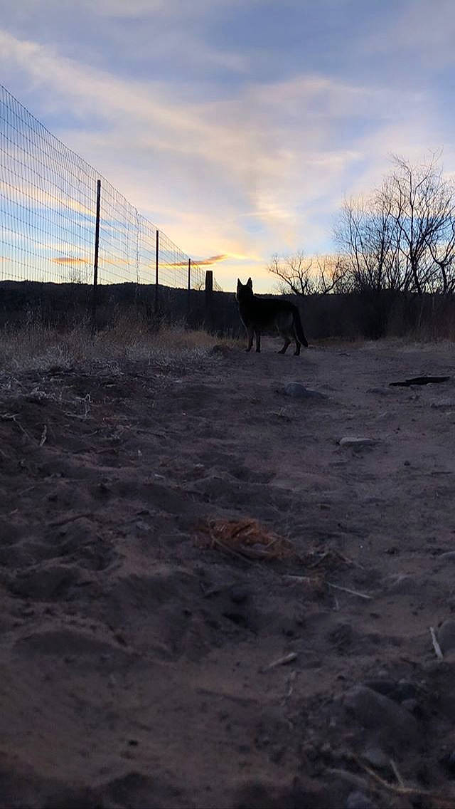 Oso is registered to the contest to win money with this photo: atmosphere, cloud, ecoregion, evening, geological_phenomenon, grass, grassland, horizon, horse, land_lot, landscape, morning, natural_environment, pasture, photography, plain, rural_area, sky, soil, tree