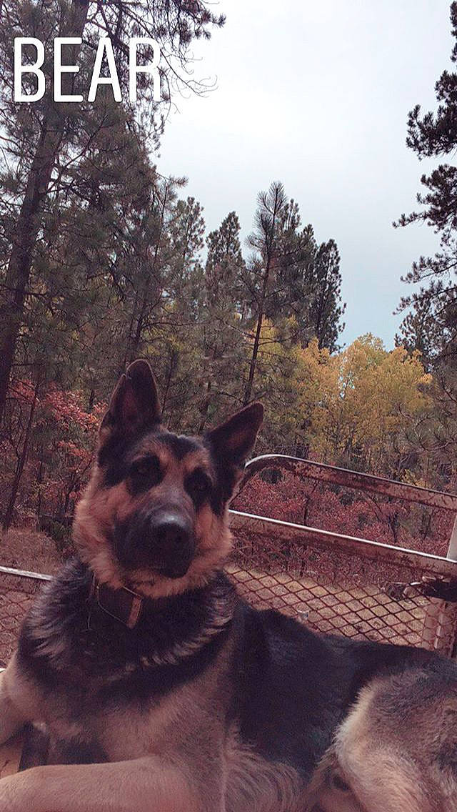 Oso is registered to the contest to win money with this photo: canidae, carnivore, dog, dog_breed, east_european_shepherd, german_shepherd_dog, herding_dog, king_shepherd, kunming_wolfdog, mammal, old_german_shepherd_dog, police_dog, rare_breed_dog, shiloh_shepherd_dog, snout, tree, working_dog