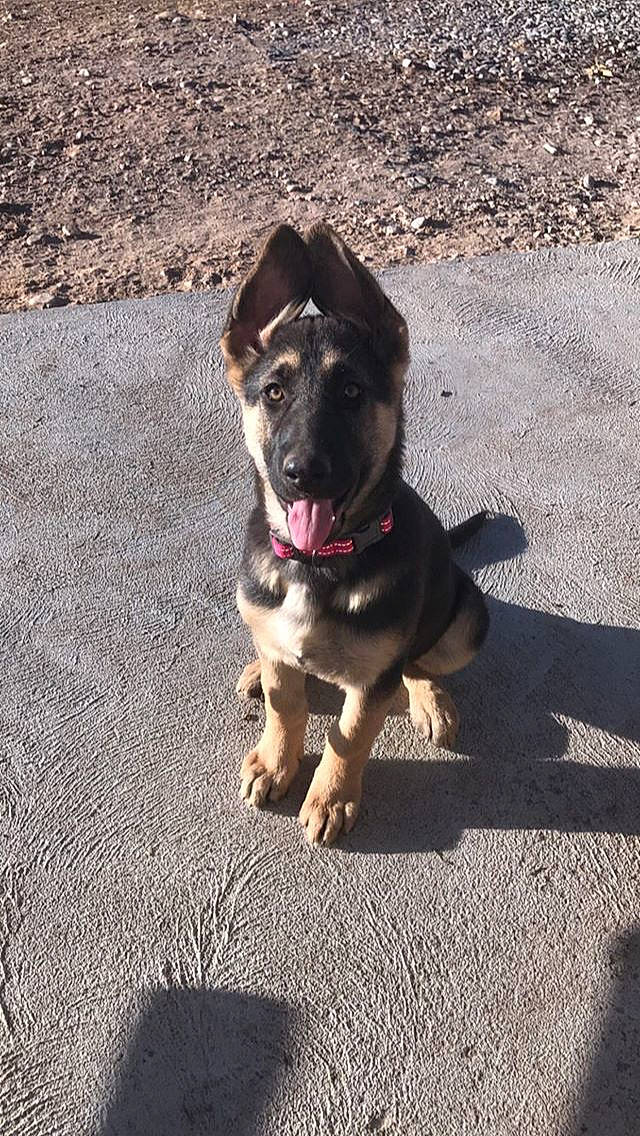 Luna joined the competition — help win amazing prizes! canidae, carnivore, dog, dog_breed, east_european_shepherd, fawn, german_shepherd_dog, mammal, puppy, rare_breed_dog, snout, sporting_group, tail, working_dog