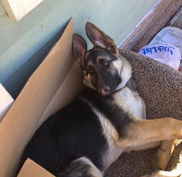 Luna is registered to the contest to win money with this photo: canidae, carnivore, dog, dog_breed, ear, east_european_shepherd, german_shepherd_dog, mammal, puppy, snout, vertebrate