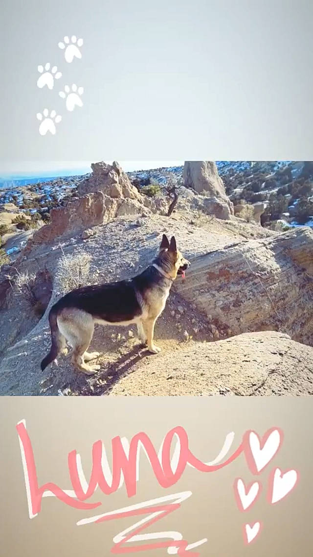 Luna is registered to the contest to win money with this photo: canidae, carnivore, dog, dog_breed, hunting_dog, wildlife, working_dog