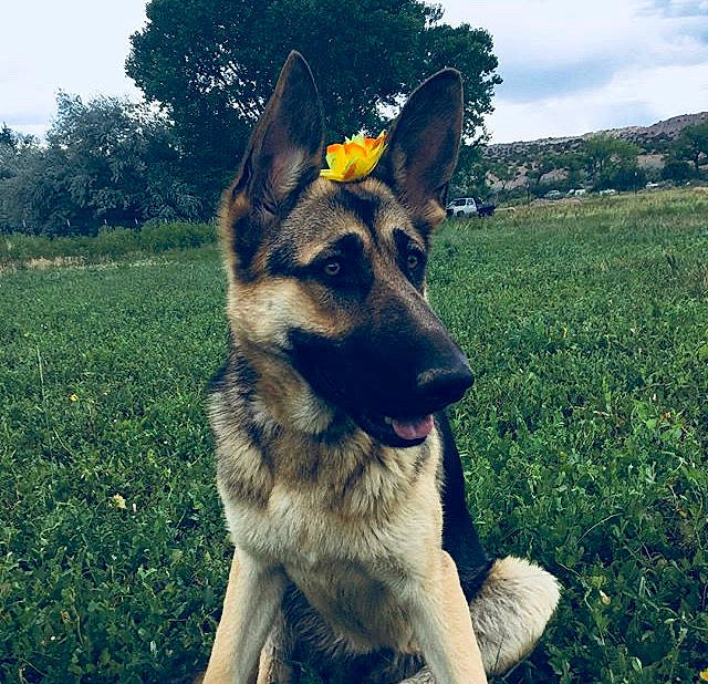 Luna joined the competition — help win amazing prizes! belgian_shepherd_malinois, canidae, carnivore, dog, dog_breed, ear, east_european_shepherd, fawn, german_shepherd_dog, grass, king_shepherd, kunming_wolfdog, mammal, old_german_shepherd_dog, rare_breed_dog, shiloh_shepherd_dog, sky, snout, vertebrate, working_dog
