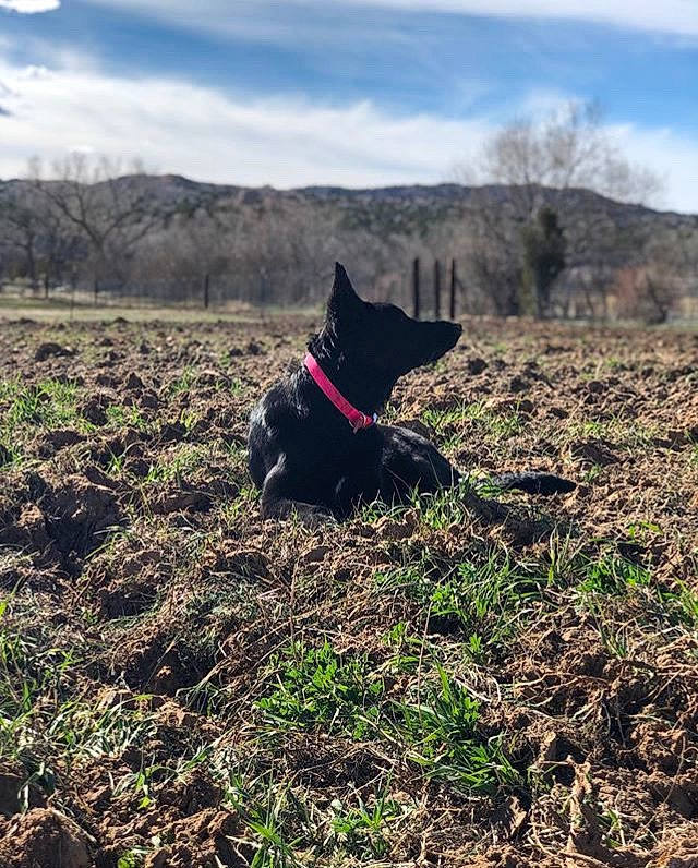 Bocephus joined the competition — help win amazing prizes! canidae, carnivore, cloud, dog, dog_breed, guard_dog, hill, meteorological_phenomenon, mountain, patterdale_terrier, plant, sky, soil, sporting_group, spring, terrier, wilderness