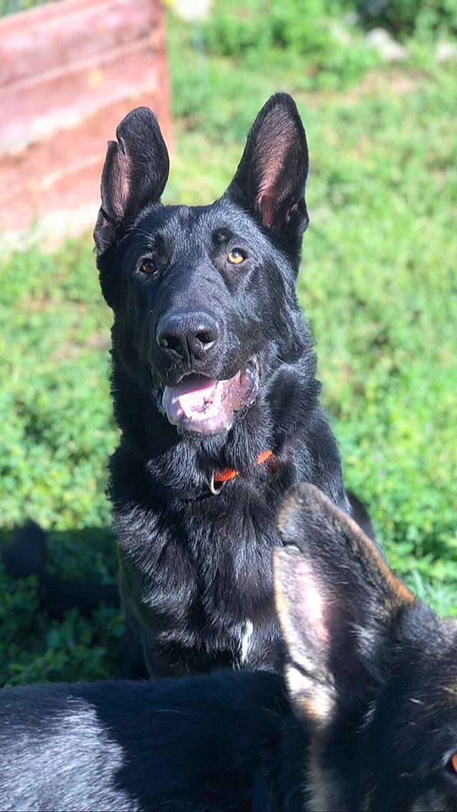 Bocephus is registered to the contest to win money with this photo: black_norwegian_elkhound, bohemian_shepherd, canidae, carnivore, croatian_sheepdog, dog, dog_breed, dutch_shepherd_dog, kai_ken, king_shepherd, mammal, mudi, rare_breed_dog, shiloh_shepherd_dog, snout, sporting_group, vertebrate, working_dog