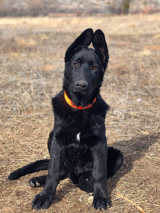 Bocephus is registered to the contest to win money with this photo: borador, canidae, canis_panther, carnivore, companion_dog, croatian_sheepdog, dog, dog_breed, formosan_mountain_dog, guard_dog, mammal, rare_breed_dog, snout, sporting_group, vertebrate