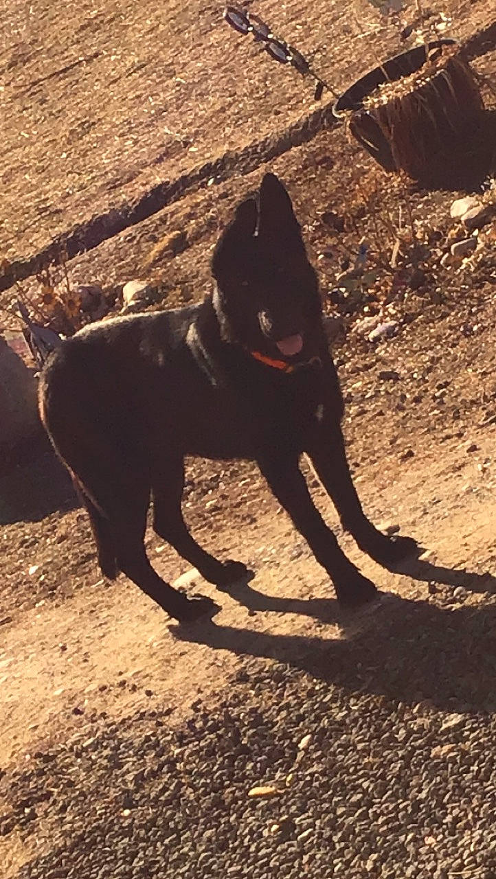 Bocephus is registered to the contest to win money with this photo: cane_corso, canidae, carnivore, dog, dog_breed, guard_dog, shadow, sporting_group, tail