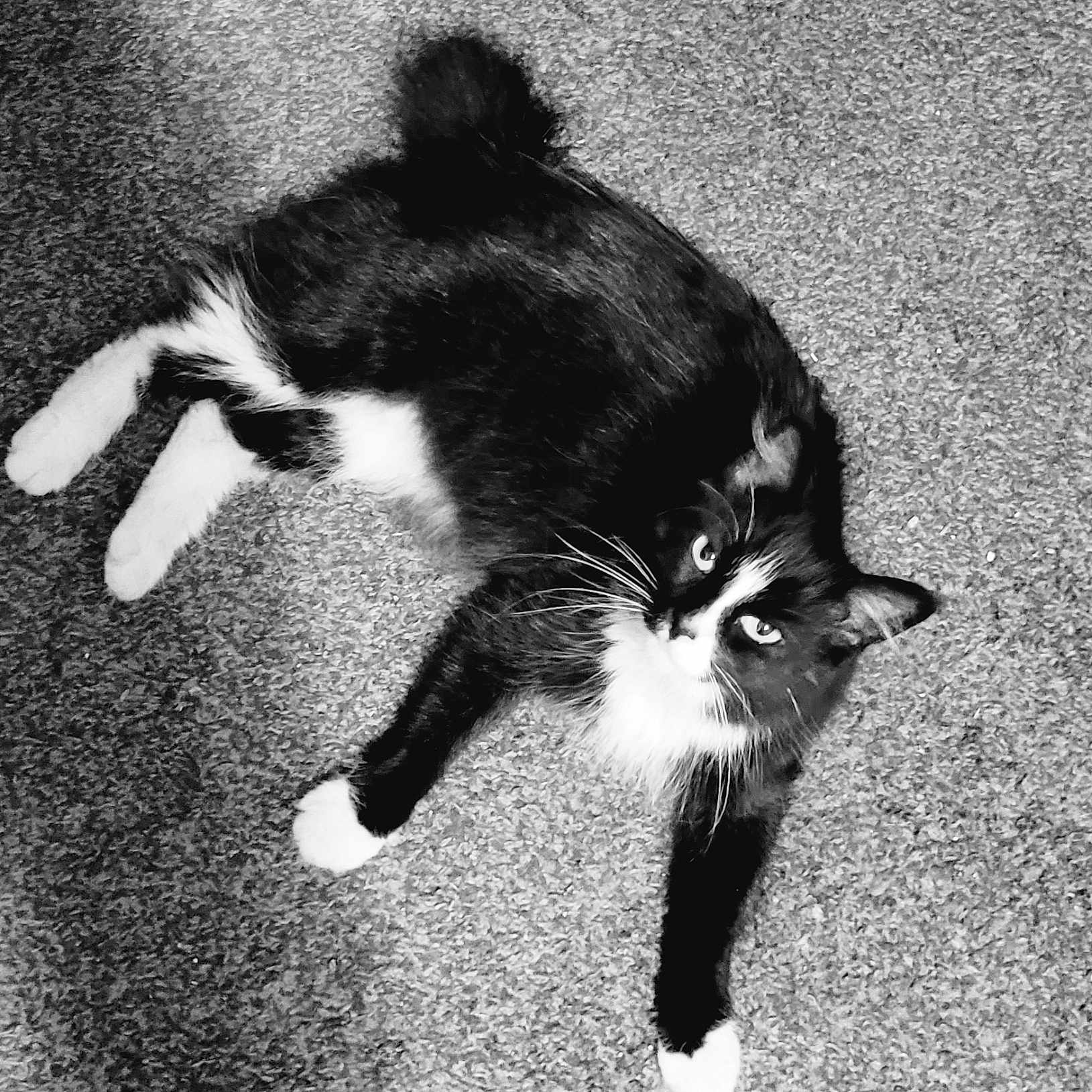 Miss Kitty joined the competition — help win amazing prizes! abyssinian, animal, blackcat, bodypart, cat, kitten, manx, mouth, person, pet, road, siamese, sleeping, tarmac