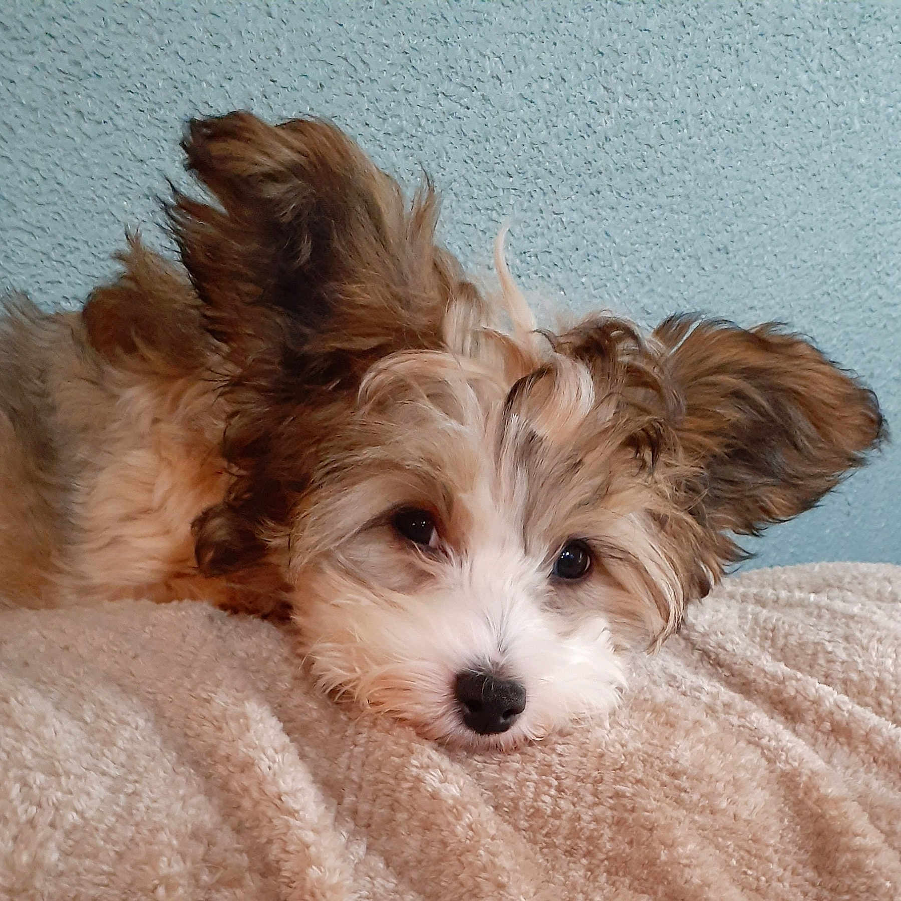 Zoe