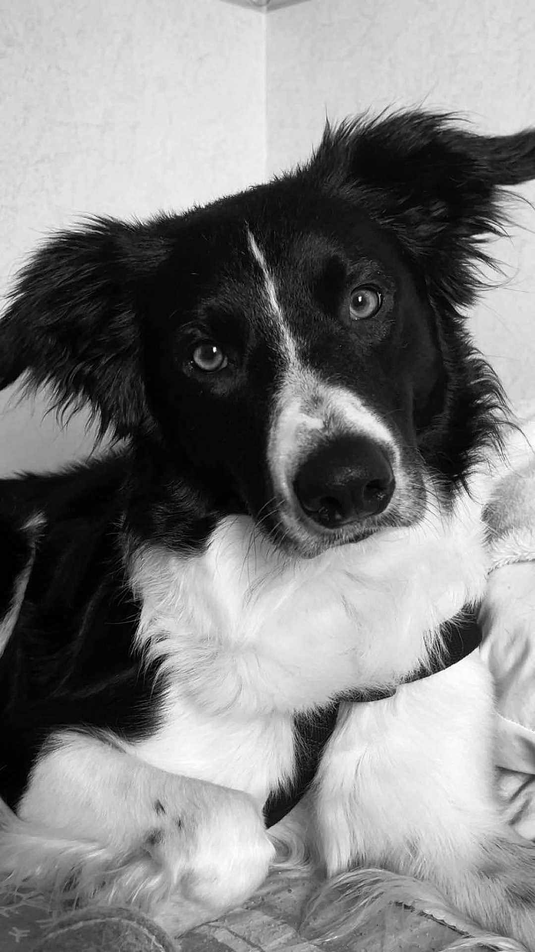 Thao a rejoint le concours — aidez-le/la à gagner de superbes lots ! dog, border_collie, black_and_white, close_up, pet, animal, fur, ears, eyes, portrait, cute, domestic_animal, lying_down, indoor, canine, whiskers, nostrils, snout, relaxed, curious