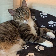 Nunsense is registered to the contest to win money with this photo: cat, tabby_cat, pet, feline, indoor, blanket, paw_prints, relaxed, lying_down, fur, whiskers, green_eyes, couch, home, cozy, animal, cute, domestic_cat, pink_paws, resting