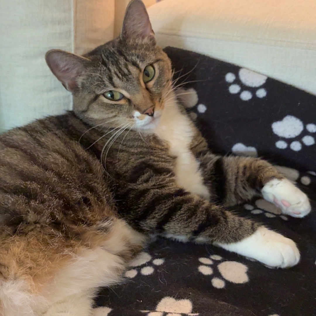 Nunsense is registered to the contest to win money with this photo: animal, blanket, cat, couch, cozy, cute, domestic_cat, feline, fur, green_eyes, home, indoor, lying_down, paw_prints, pet, pink_paws, relaxed, resting, tabby_cat, whiskers