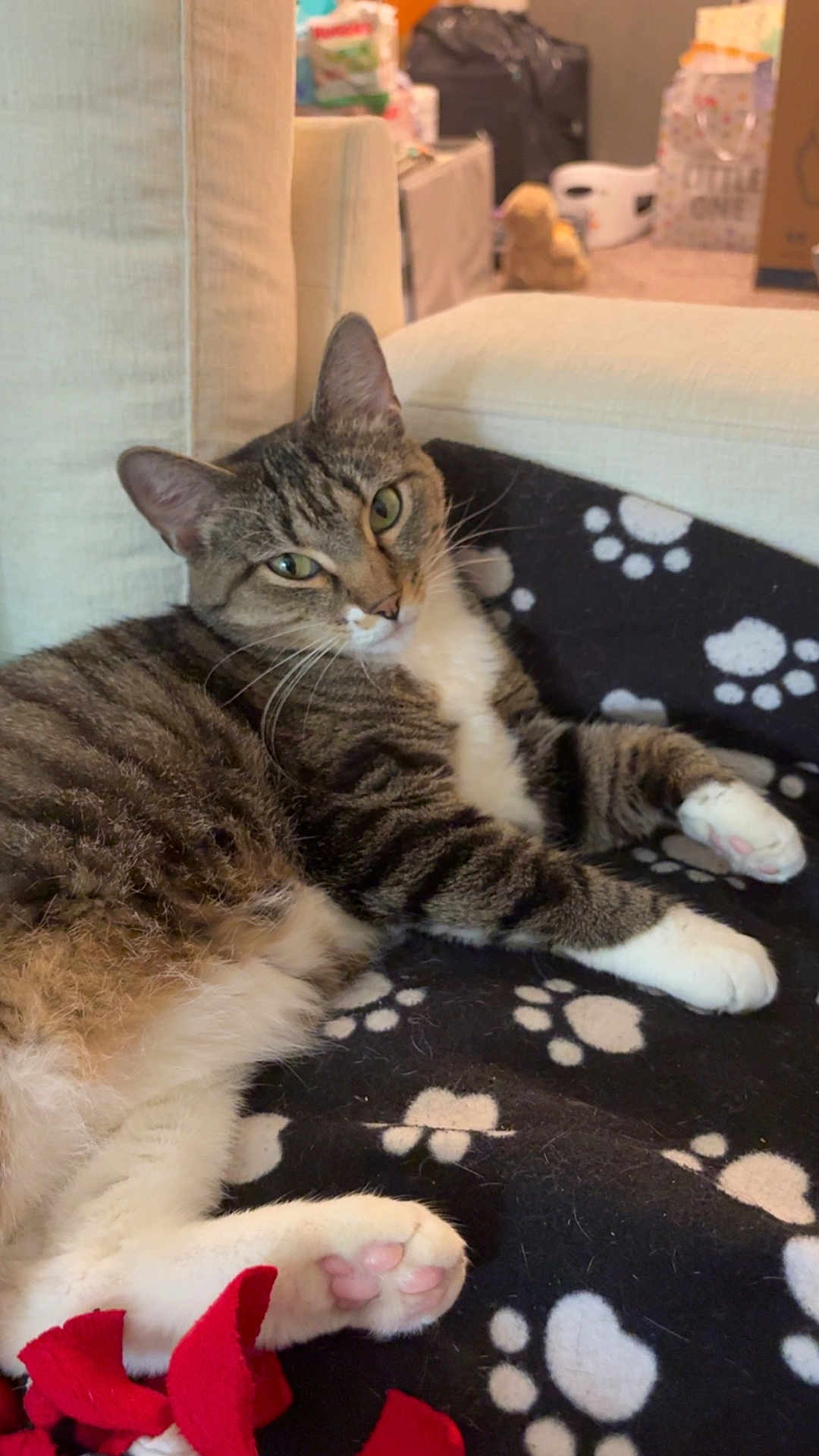 Nunsense is registered to the contest to win money with this photo: cat, tabby_cat, pet, feline, indoor, blanket, paw_prints, relaxed, lying_down, fur, whiskers, green_eyes, couch, home, cozy, animal, cute, domestic_cat, pink_paws, resting