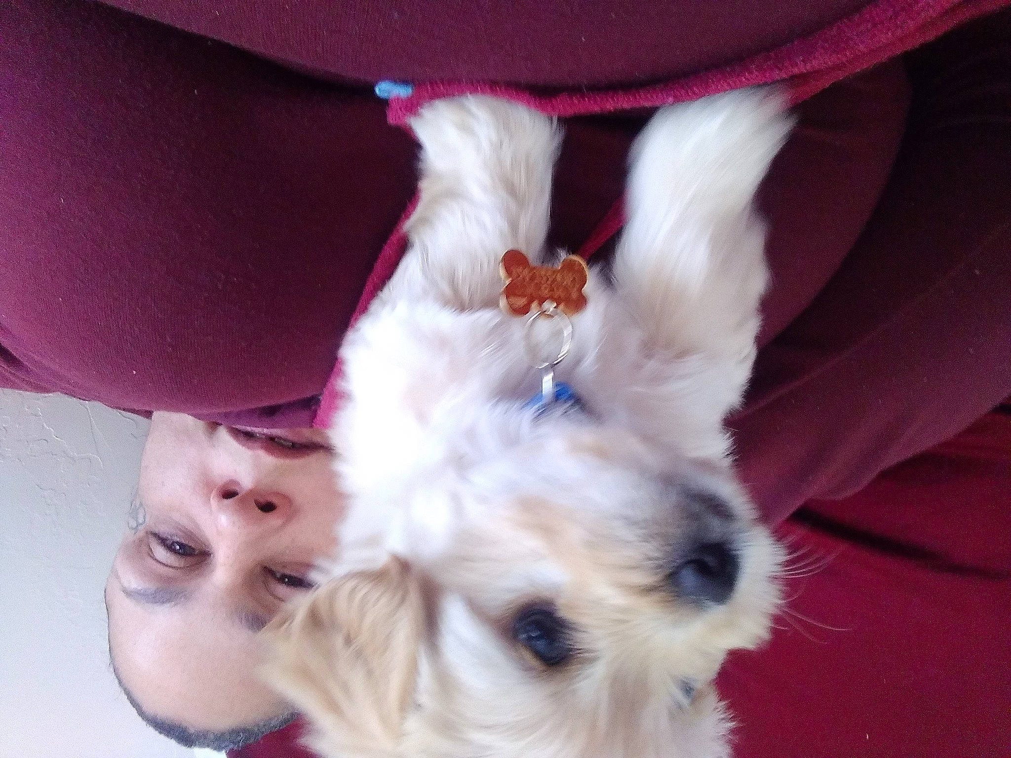 Baby joined the competition — help win amazing prizes! canidae, carnivore, companion_dog, dog, dog_breed, dog_supply, fur, puppy, puppy_love, small_terrier, snout, terrier, toy_dog, vertebrate, west_highland_white_terrier, working_animal, working_dog