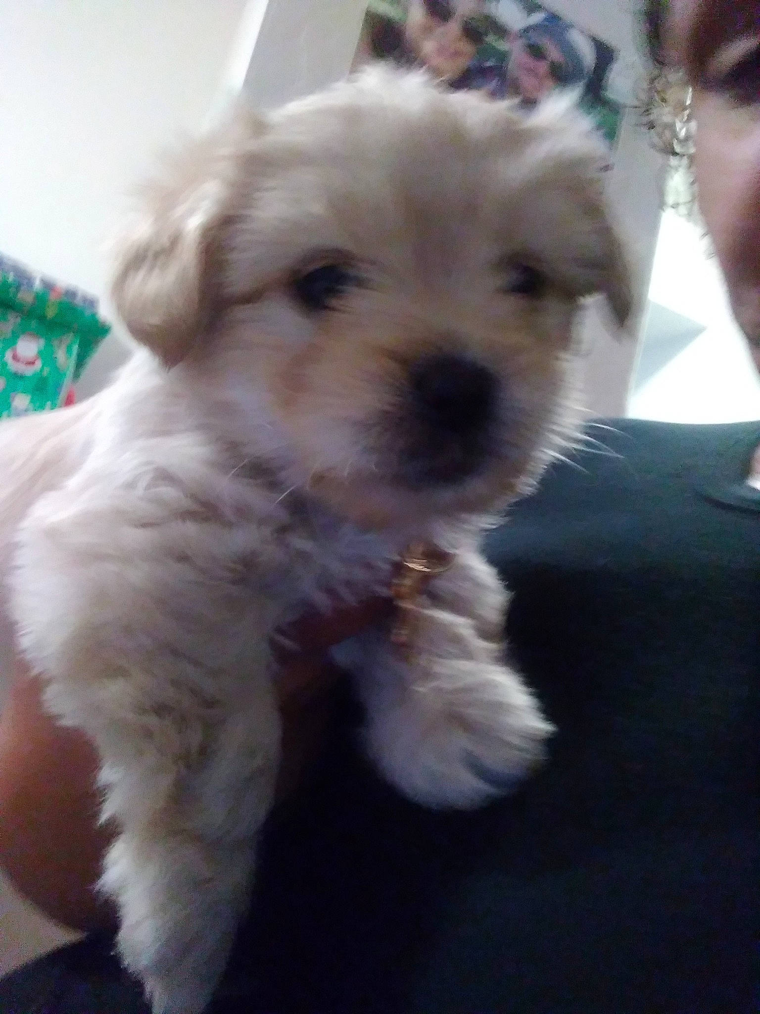 Baby is registered to the contest to win money with this photo: canidae, carnivore, companion_dog, dog, dog_breed, dog_supply, fawn, fur, maltepoo, non_sporting_group, poodle_crossbreed, puppy, skin, small_terrier, snout, sporting_group, terrier, toy_dog, vertebrate, working_animal