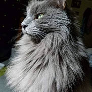 Wolfie joined the competition — help win amazing prizes! cat, gray_cat, fluffy_fur, profile, indoor, pet, whiskers, close_up, feline, animal, soft_light, portrait, domestic_cat, fur_texture, green_eyes, calm, side_view, cozy, household, quiet