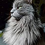 cat, gray_cat, fluffy_fur, profile, indoor, pet, whiskers, close_up, feline, animal, soft_light, portrait, domestic_cat, fur_texture, green_eyes, calm, side_view, cozy, household, quiet