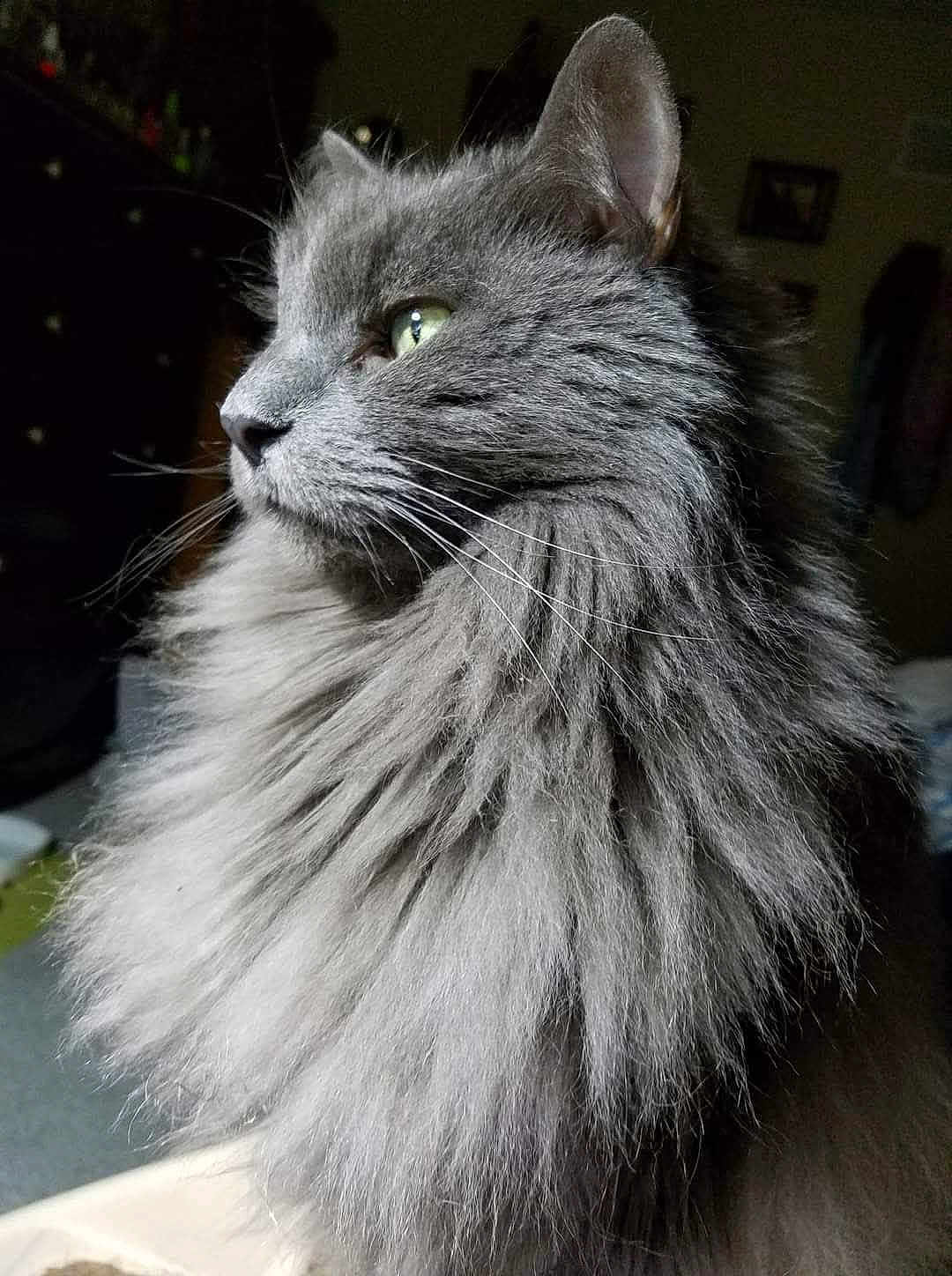 Wolfie