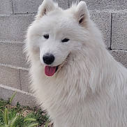 Vaïco participe au concours pour gagner de l'argent avec cette photo : dog, samoyed, white_fur, fluffy, outdoor, grass, concrete_wall, pet, tongue_out, sitting, happy, animal, nature, muzzle, ears, fur, portrait, canine, close_up, daylight