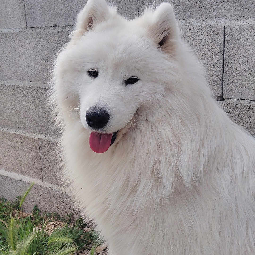 Vaïco