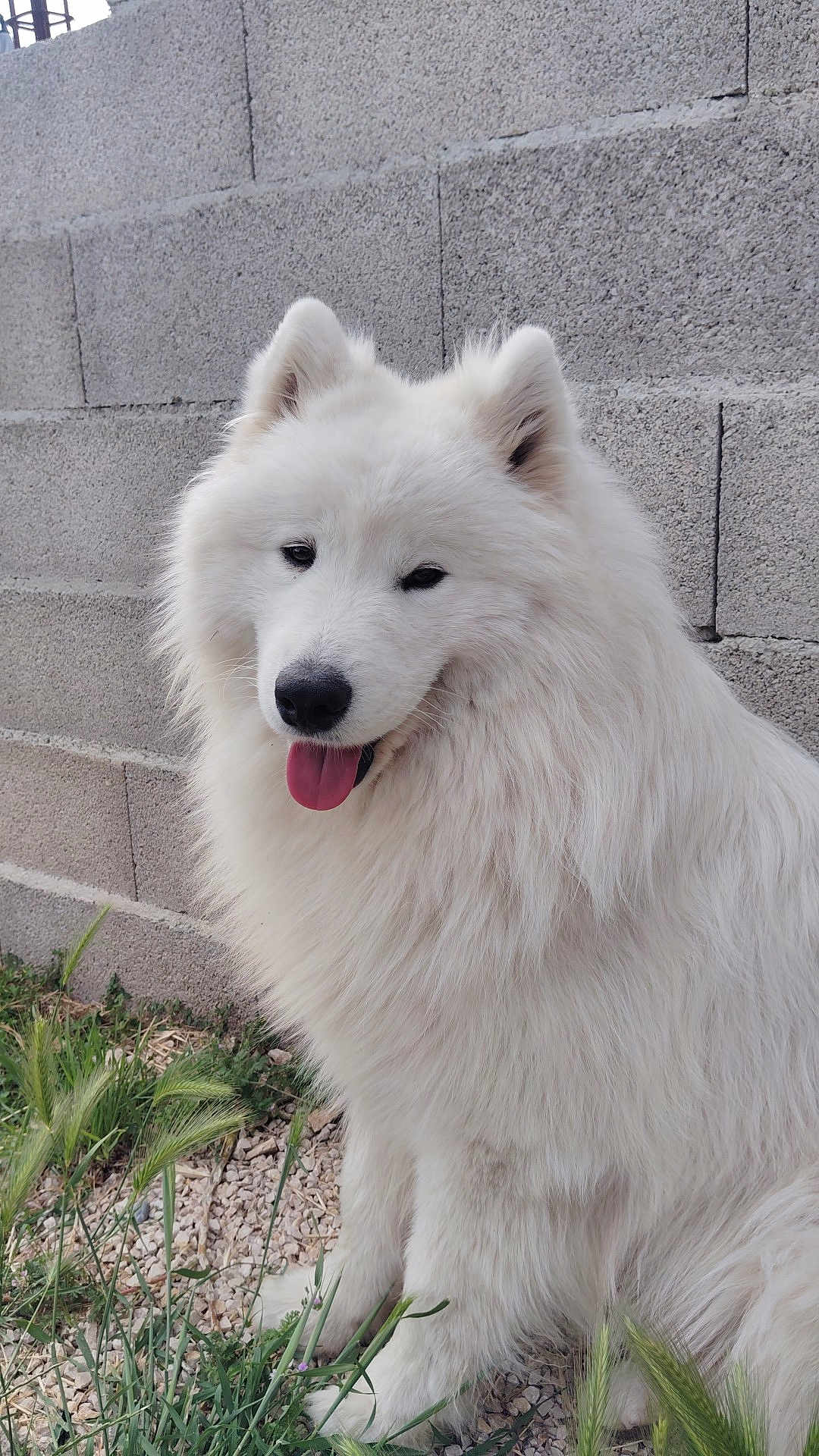 Vaïco