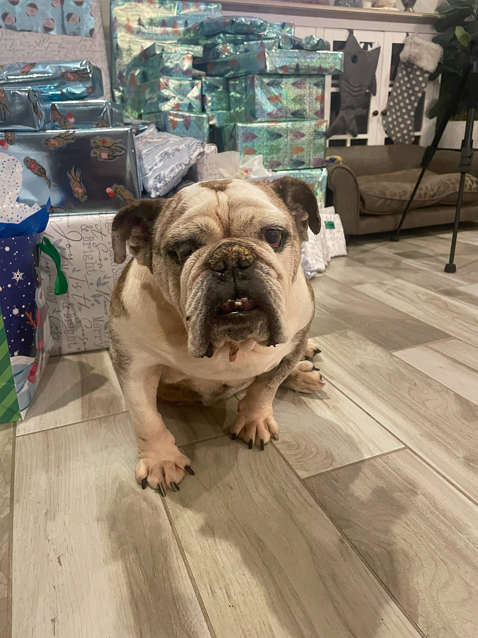 Sophia joined the competition — help win amazing prizes! bulldog, canidae, carnivore, comfort, companion_dog, dog, dog_breed, fawn, flag, floor, flooring, hardwood, plant, pug, snout, sporting_group, toy_dog, wood, working_animal, wrinkle