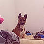 dog, indoor, shoes, dog_bed, person_hand, wall, floor, couch, bag, clothing, pet, brown_dog, white_chest, ears_up, sitting, looking, casual, home, relaxed, accessories