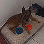 dog, brown_dog, pet_bed, dog_toys, rubber_toys, blue_toy, orange_toy, shoes, floor_tiles, indoor, pet, resting, relaxed, animal, corner, wall, home, cozy, mammal, domestic_animal
