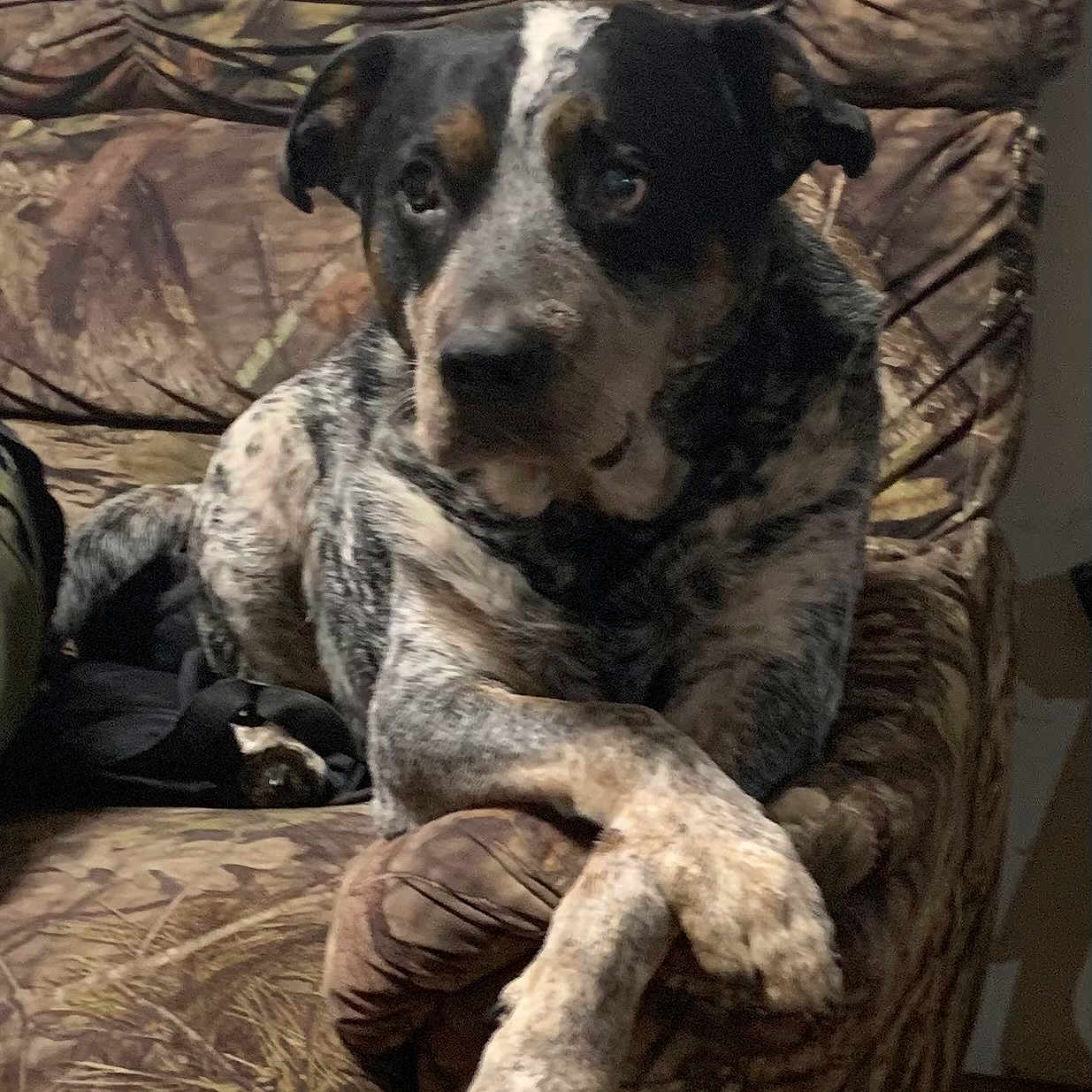Bleu is registered to the contest to win money with this photo: animal, armchair, canine, chair, couch, cushion, dog, face, furniture, greatdane, head, homedecor, hound, person, pet, photography, pointer, portrait, puppy, sleeping
