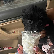 Bair is registered to the contest to win money with this photo: puppy, dog, black_dog, whipped_cream, car_interior, hand, nails, phone, window, rain, seat, cup, licking, cute, pet, indoor, close_up, fur, food, cozy
