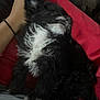 Bair is registered to the contest to win money with this photo: puppy, dog, sleeping, black_and_white, fur, hand, lap, blanket, red, cozy, resting, pet, animal, cute, indoor, relaxing, young_dog, furry, comfort, snuggling