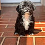 Bair is registered to the contest to win money with this photo: puppy, dog, black_and_white, fur, sitting, brick_floor, sunlight, cute, pet, animal, young, portrait, outdoor, small, adorable, fluffy, curious, canine, domestic_animal, young_dog