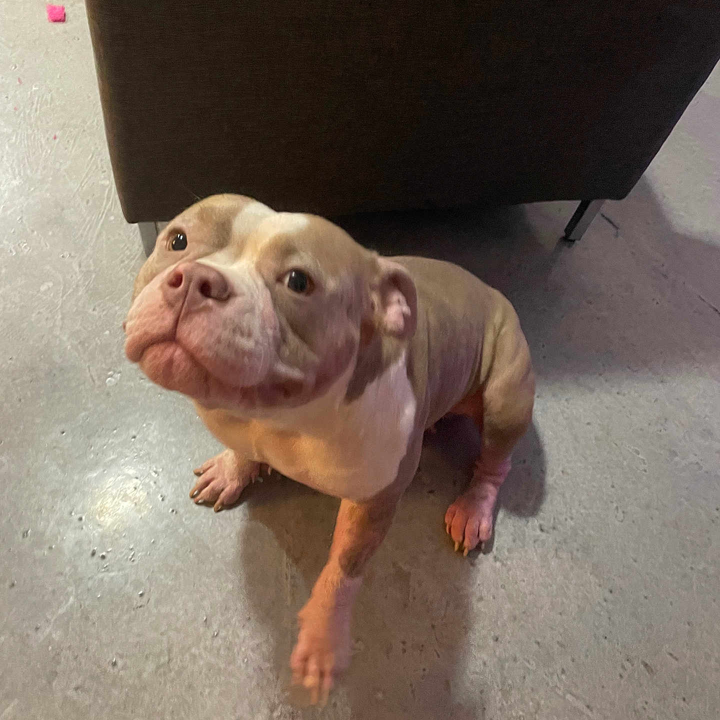 Luna joined the competition — help win amazing prizes! adorable, animal, brown, canine, companion, concrete_floor, cute, dog, domestic, floor, furniture, indoor, looking_up, motion_blur, paw, pet, puppy, small, white, young